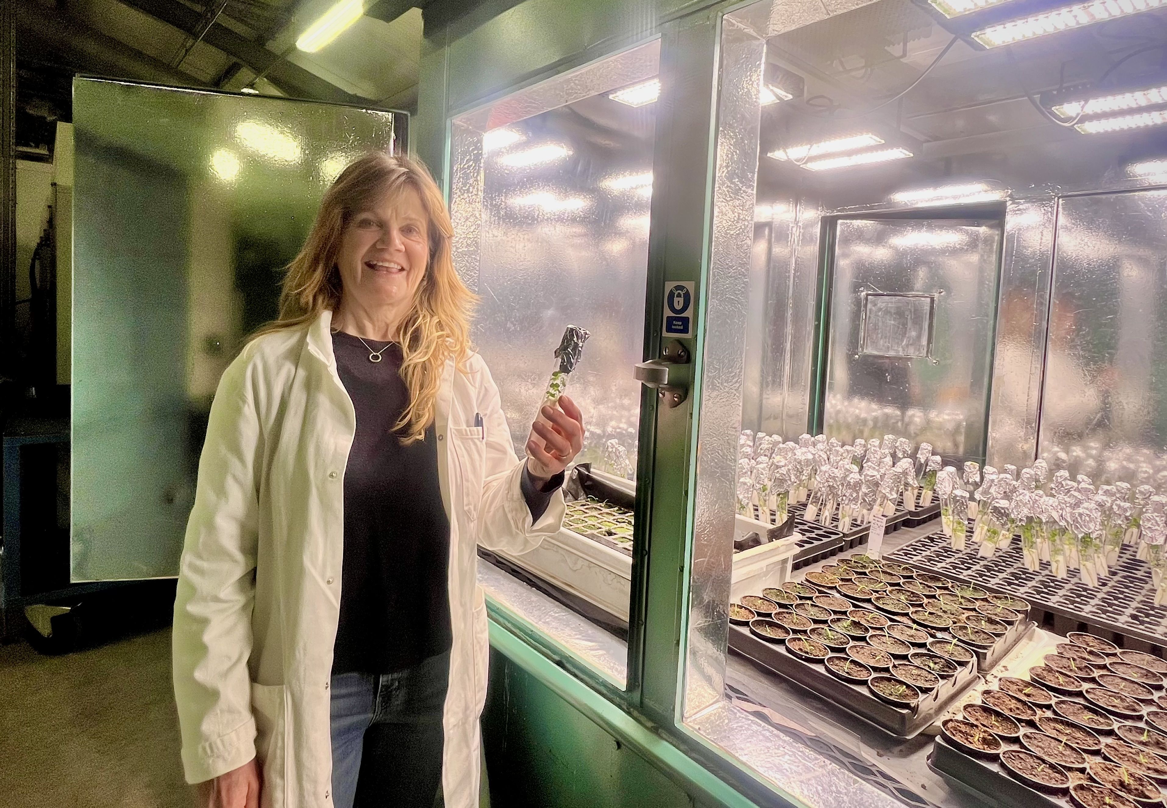 Debbie Allen, a research scientist at IBERS, stands beside a controlled plant growth chamber, smiling as she holds a small plant sample grown under laboratory conditions. Wearing a lab coat and surrounded by trays of seedlings under bright growth lights, she works on plant research in a carefully managed environment designed to study crop development and resilience.