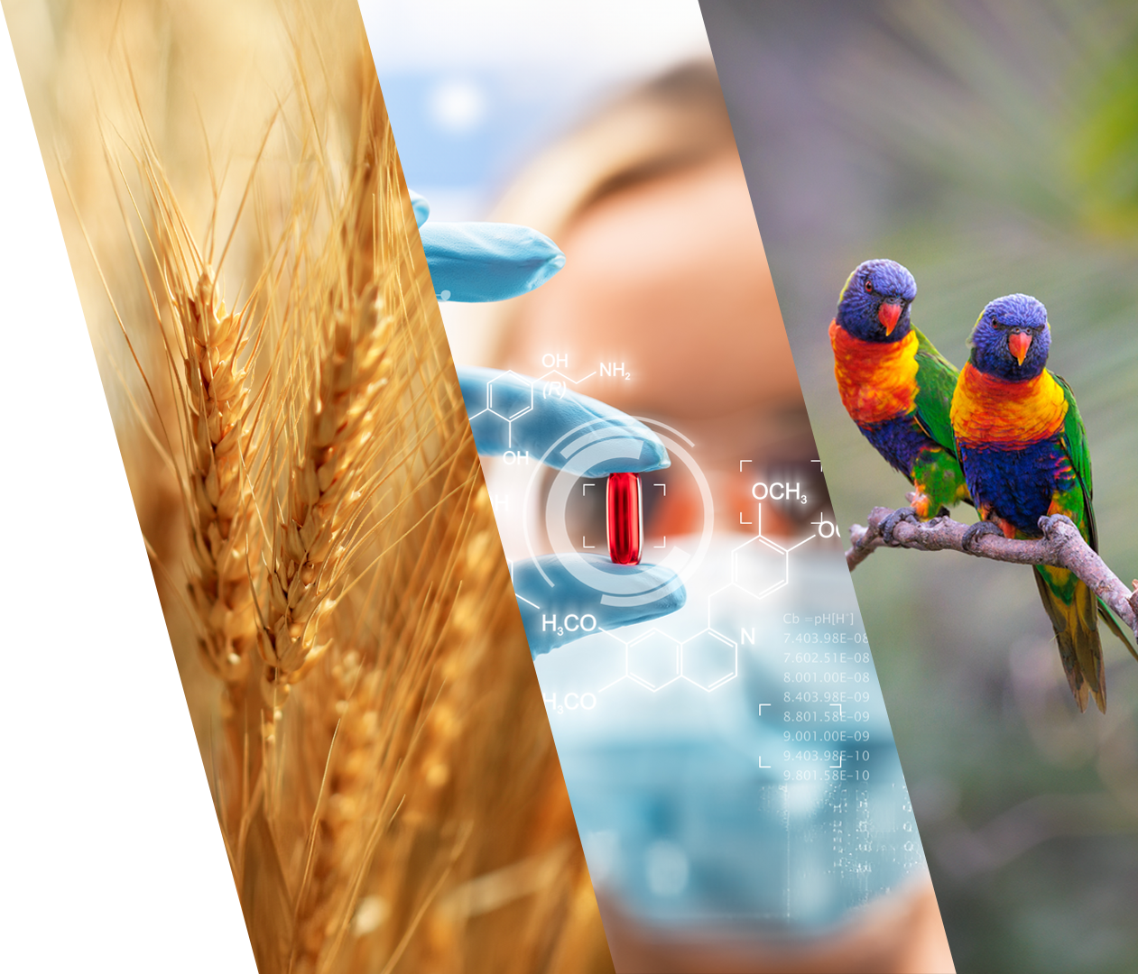 Crop, science and birds graphic